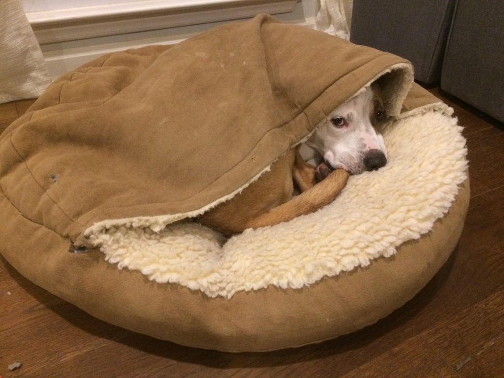 Cute Jameson in his bed 