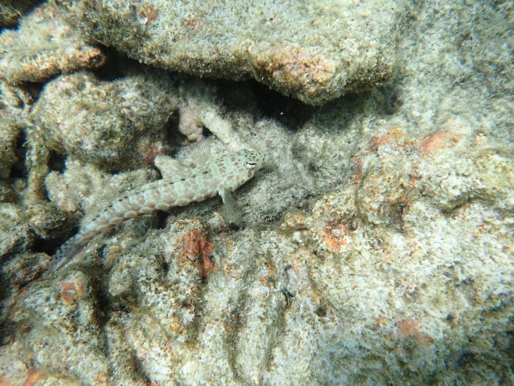 St. Regis Maldives snorkeling 