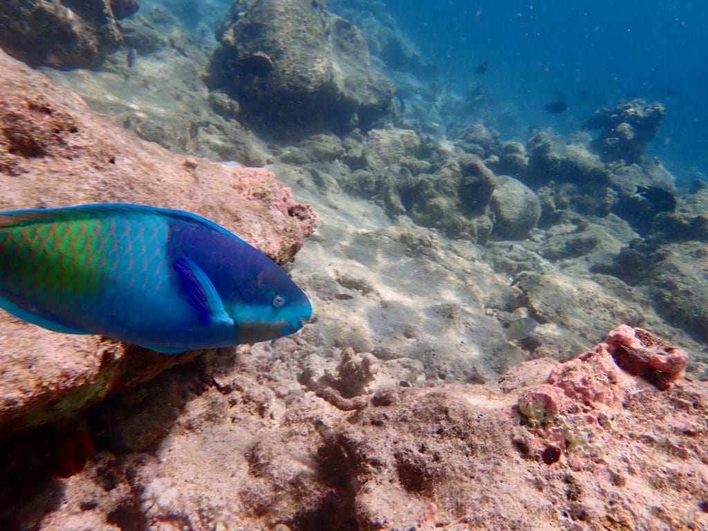 reef fish, maldives, st regis maldives