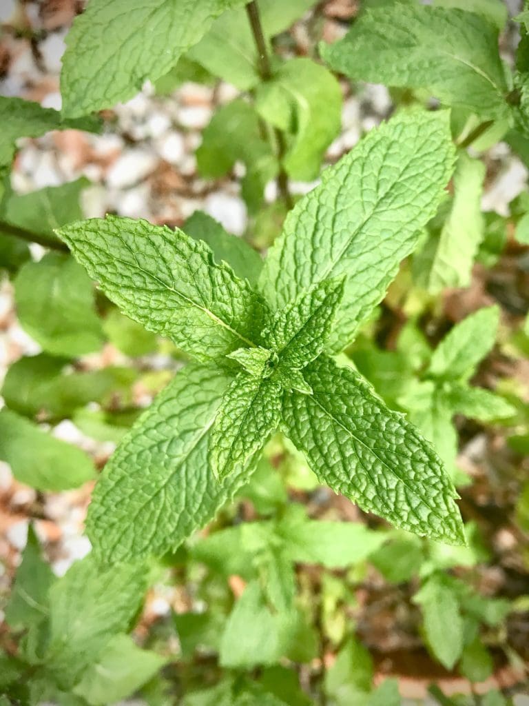 mint leaves 