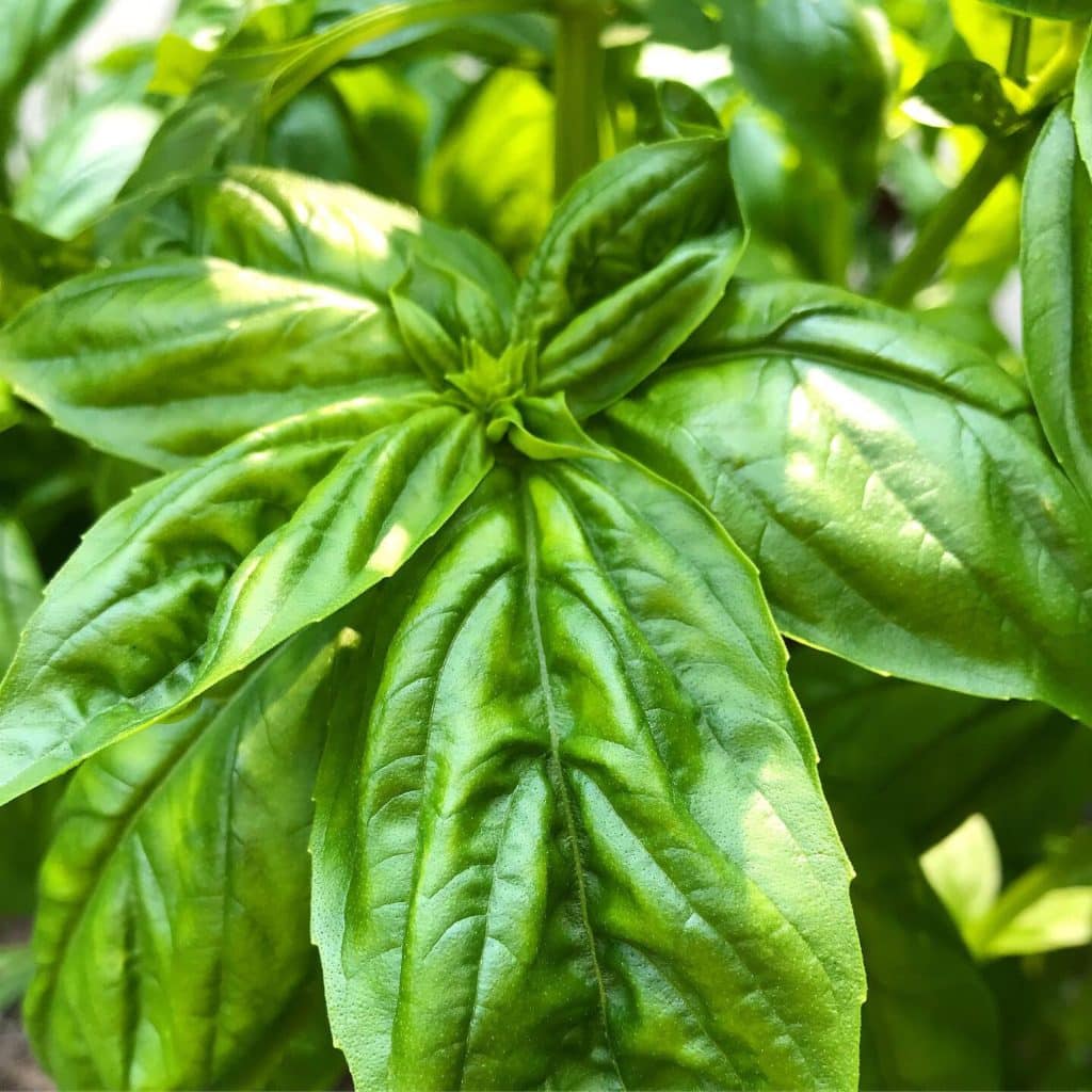 basil 