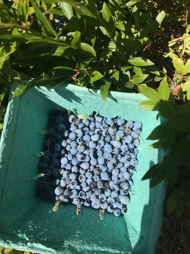 Maine blueberries